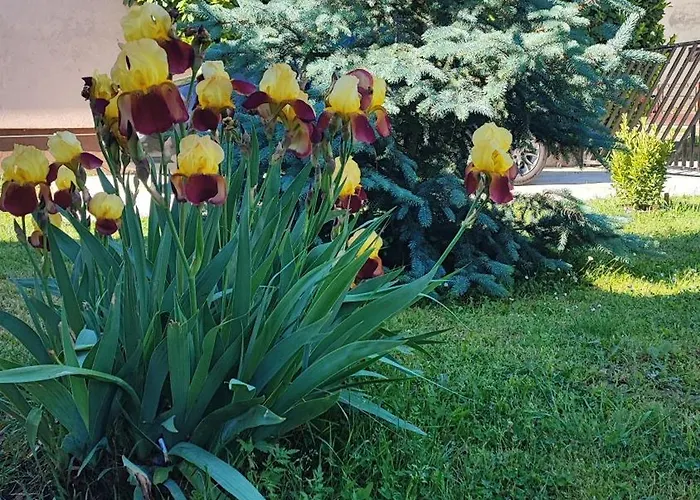 Vilă Kucerak U Sremu